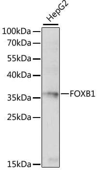 FOXB1 Antibody