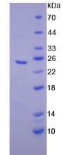 Mouse CELA1 / Pancreatic Elastase 1 Protein (Recombinant His)