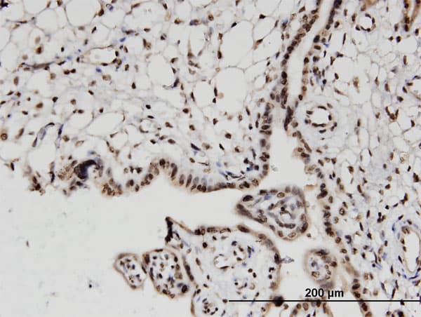 H2AFV Antibody (clone 2F9)