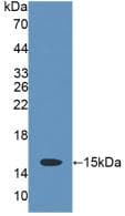 CD7 Antibody (aa23-128, APC)