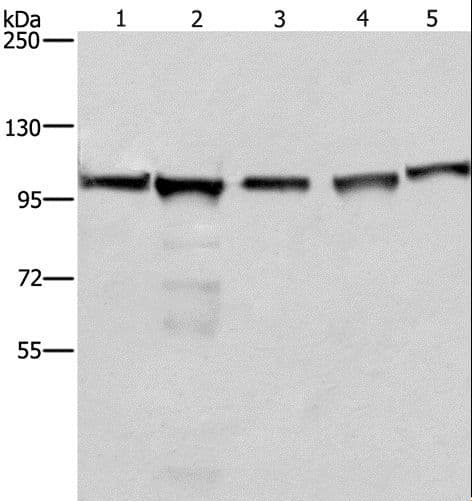 MCM6 Antibody