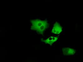 BTK Antibody (clone OTI12D4)
