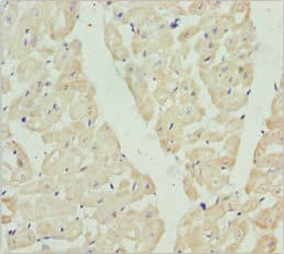 HADH Antibody