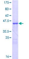 Human CSE1L Protein (Recombinant GST)