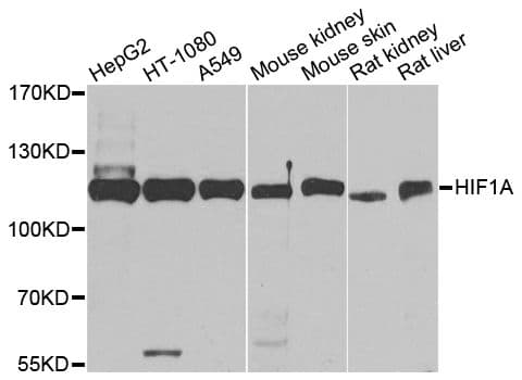 HIF1A / HIF1 Alpha Antibody