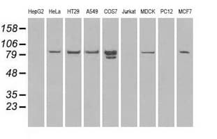 STAT1 Antibody (clone OTI9B12)