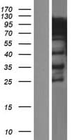 HNRNPR / hnRNP R Protein (Over-Expression Lysate Myc-DDK (Flag))