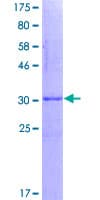 Human SNRPB / COD Protein (Recombinant GST, N-terminus)