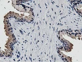 Dipeptidyl Peptidase 3 / DPP3 Antibody (clone OTI2D9)