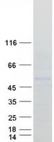 Human POU2F3 / PLA-1 Protein (Recombinant Myc-DDK (Flag))