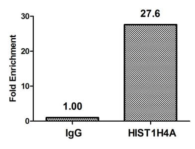 HIST1H4I Antibody