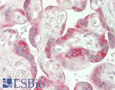 IHC-plus™ Polyclonal Rabbit anti-Human IDO2 / INDOL1 Antibody (Internal, IHC, WB)