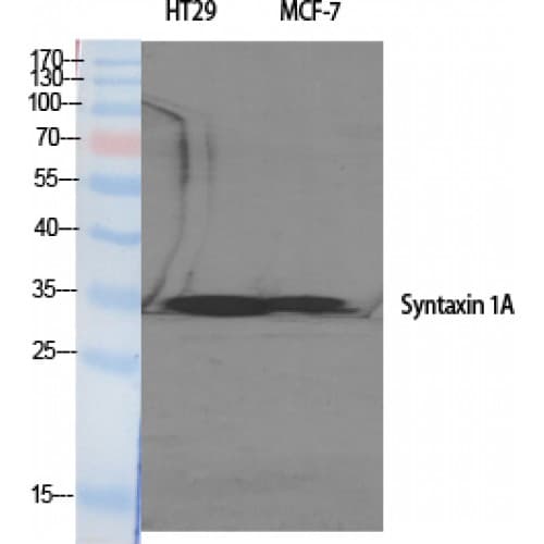 STX1A / Syntaxin 1A Antibody (1-80 aa)