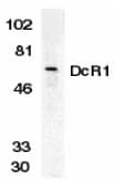 Polyclonal Rabbit anti-Human TRAIL-R3 / DCR1 Antibody (IF, WB)