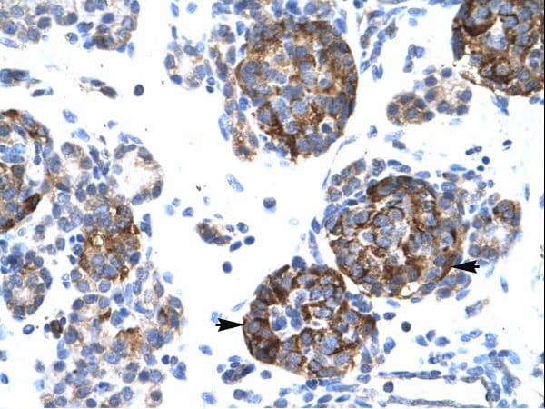 BARX1 Antibody (aa91-140)