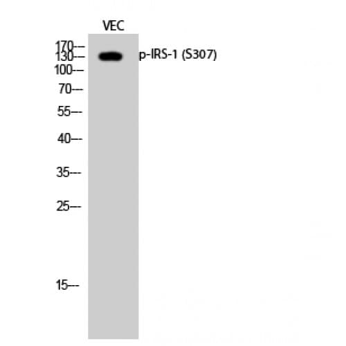 IRS1 Antibody (250-330 aa)