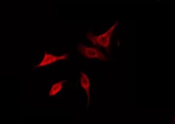 Polyclonal Rabbit anti-Human CARD10 / CARMA3 Antibody (IF, WB)