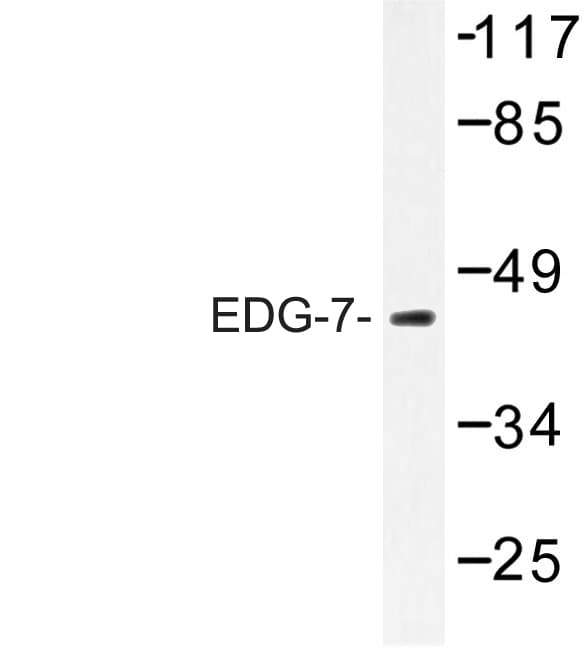LPAR3 / LPA3 / EDG7 Antibody (Pro324)