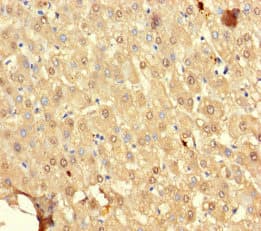 SRP19 Antibody