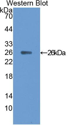CNTF Antibody (aa2-200)