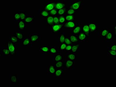 Polyclonal Rabbit anti-Human HIST1H4I Antibody (IF, WB)