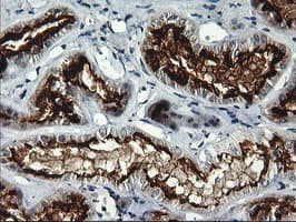 RGS16 Antibody (clone OTI1D3)