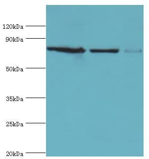 MCM5 Antibody (aa1-230)