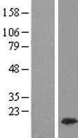 HMGIY / HMGA1 Protein (Over-Expression Lysate Myc-DDK (Flag))