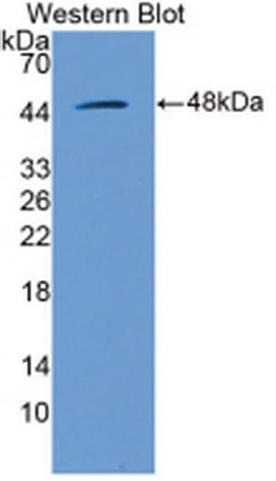 MAPK1 / ERK2 Antibody