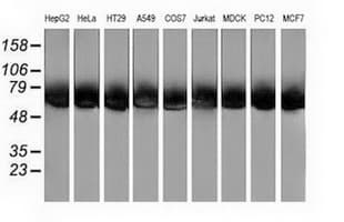 Monoclonal Mouse anti-Human CALCOCO2 Antibody (clone OTI2C11, IF, WB)