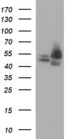 CDC123 Antibody (clone OTI2D4)