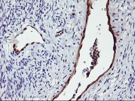 NNMT Antibody (clone OTI2G8, Carrier-free)