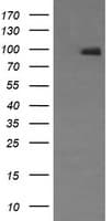PathPlus™ NCAM / CD56 Antibody (aa20-718, clone 1G4)