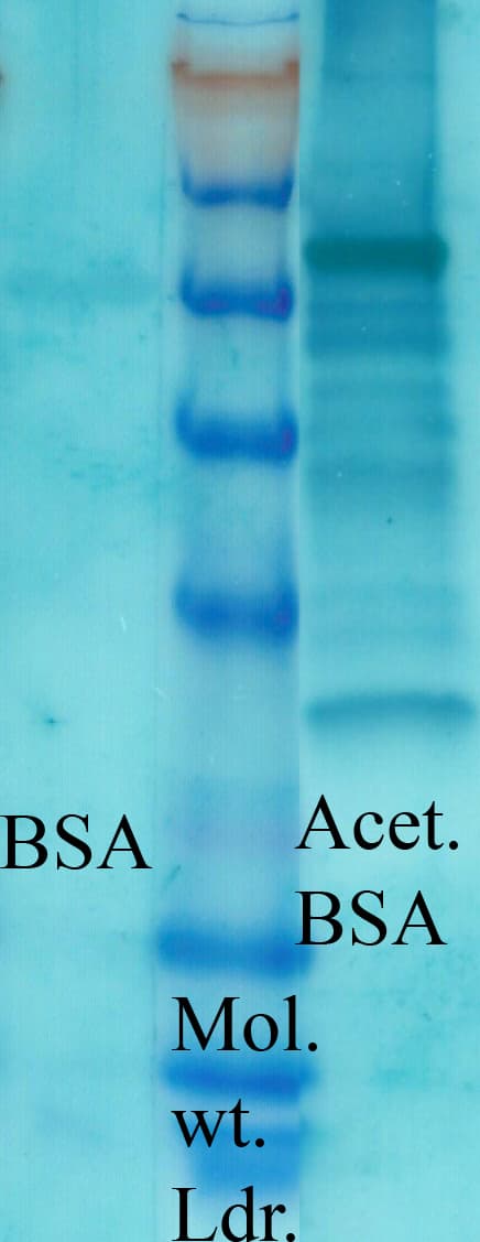 Polyclonal Rabbit Acetyl-Lysine Antibody (IF, WB)