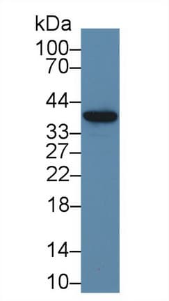 MT-ND1 Antibody (aa186-270, PE)
