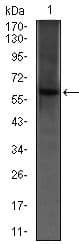 PDE1B Antibody (Amino Acid: 370-536, clone 5C4A3)