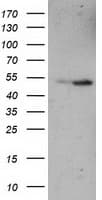 ETF1 / ERF1 Antibody (clone OTI2E3)