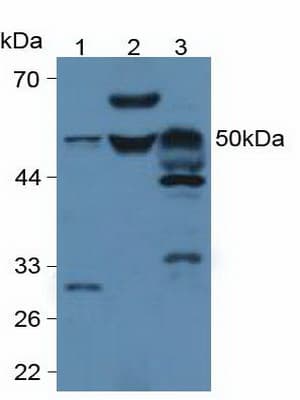LP-PLA2 / PLA2G7 Antibody (aa22-440, Biotin)