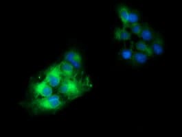 CD19 Antibody (clone OTI3B10, Carrier-free)