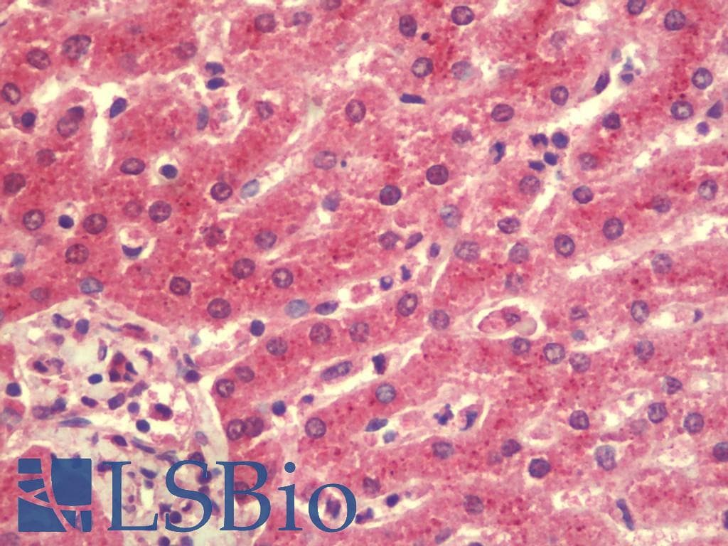 IHC-plus™ LZTS2 Antibody