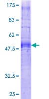 Human GHSR / Ghrelin Receptor Protein (Recombinant GST)