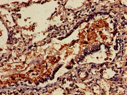 VSIG4 Antibody