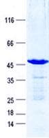 Human GAGEC1 / JM27 Protein (Recombinant GST, N-terminus + His, C-terminus)
