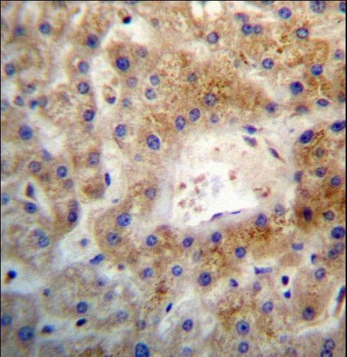 Polyclonal Rabbit anti-Human ARHGEF26 / SGEF Antibody (aa378-406, IHC, WB)