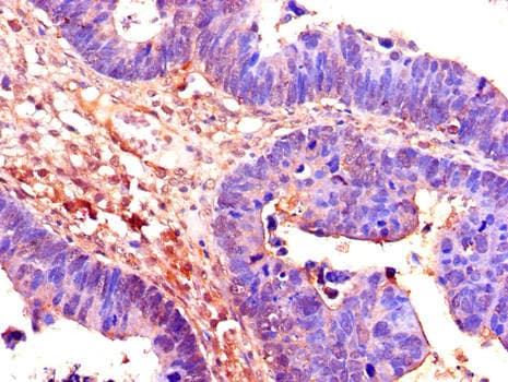 CDC25B Antibody