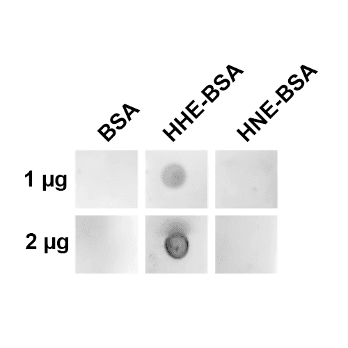 4-HNE Antibody (clone 12F4)