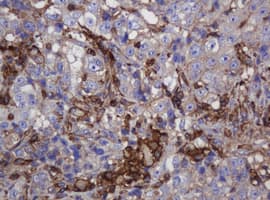FNDC4 Antibody (clone OTI1B7)