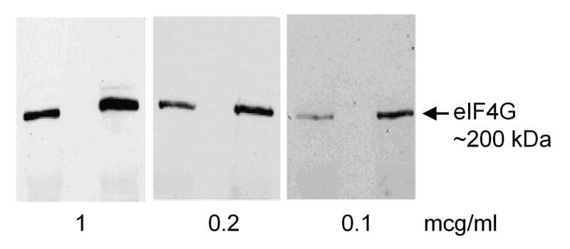 EIF4G1 / EIF4G Antibody (aa575-625)