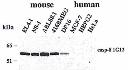 Monoclonal Rat anti-Mouse CASP8 / Caspase 8 Antibody (clone 1G12, WB)