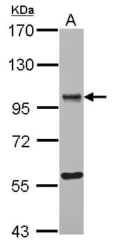 IHC-plus™ OSBPL9 Antibody (C-Terminus)